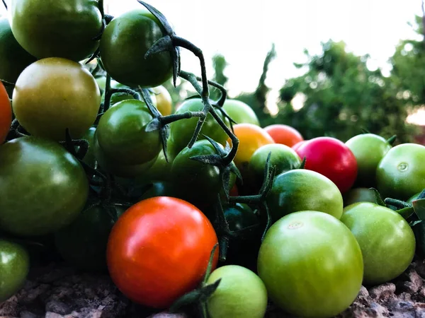 Tomates Cereja Coloridos Frescos Alimento Cru Conceito Vegetal Tomates Cereja — Fotografia de Stock