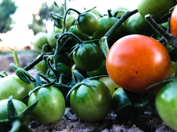 Fresh Colorful Cherry Tomatoes Raw Food Vegetable Concept Red Green — Stok fotoğraf