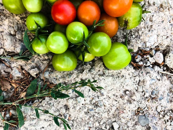 Свіжі Барвисті Вишневі Помідори Сира Їжа Овочева Концепція Червоні Зелені — стокове фото