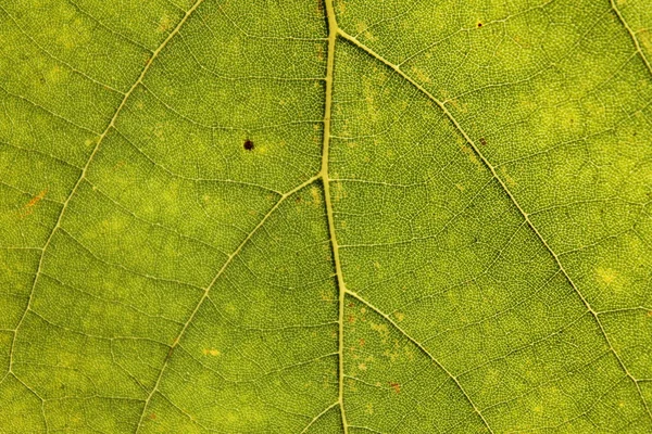 Grünes Blatt — Stockfoto