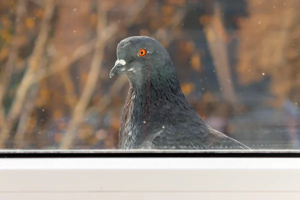 Pigeon — Stock Photo, Image