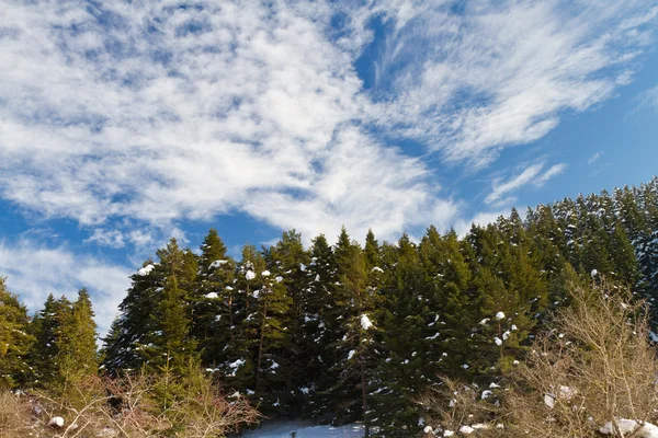 Foresta e nuvole di Abant, Bolu, Turchia — Foto Stock