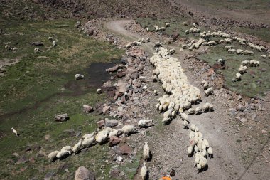 Otlayan koyun sürüsünün havadan görünüşü