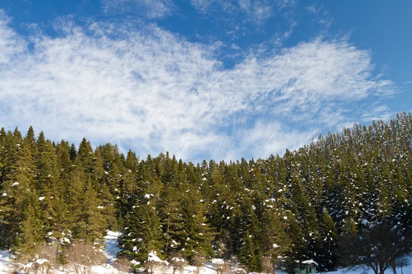 Foresta e nuvole di Abant, Bolu, Turchia — Foto Stock