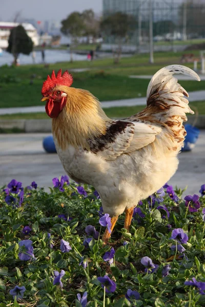 Rooster — Stock Photo, Image