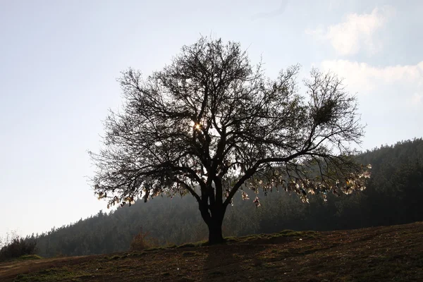 Drzewo żywiące — Zdjęcie stockowe