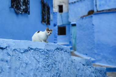 Blue Chefchaouen City, Fas 'ta Bir Kedi