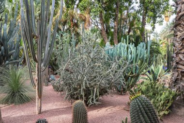 Marakeş City, Fas 'taki Majorelle Garden' da kaktüsler.