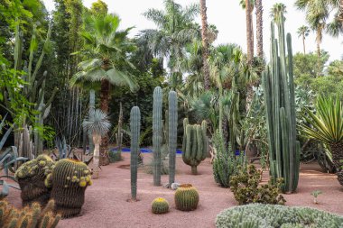 Marakeş City, Fas 'taki Majorelle Garden' da kaktüsler.