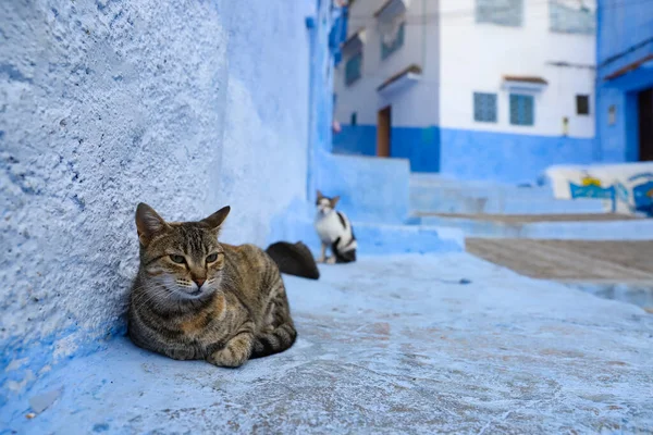 Blue Chefchaouen City, Fas 'ta Bir Kedi