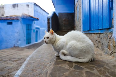 Blue Chefchaouen City, Fas 'ta Bir Kedi