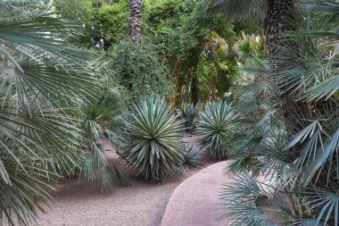 Fas 'ın Marakeş şehrindeki Majorelle Garden' da palmiyeler