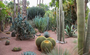 Marakeş City, Fas 'taki Majorelle Garden' da kaktüsler.