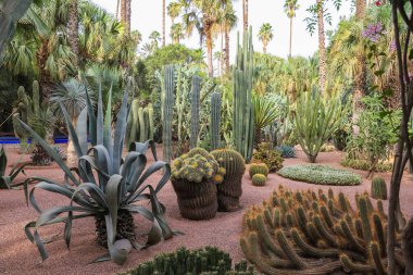 Marakeş City, Fas 'taki Majorelle Garden' da kaktüsler.