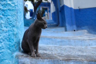 Blue Chefchaouen City, Fas 'ta Bir Kedi