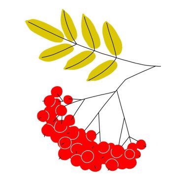 A bright autumn illustration of ripe rowan berries on branch with leaves yellowed by autumn. Flat style vector clip-art. Autumn symbol is a vector illustration isolated on white background