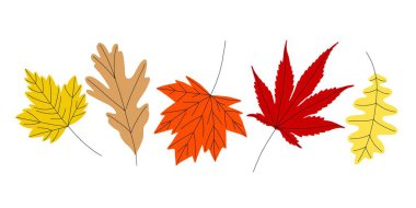 A bright autumn illustrations of various type of leaves. Flat style floral vector clip-art. Autumn symbols is a vector illustration isolated on white background