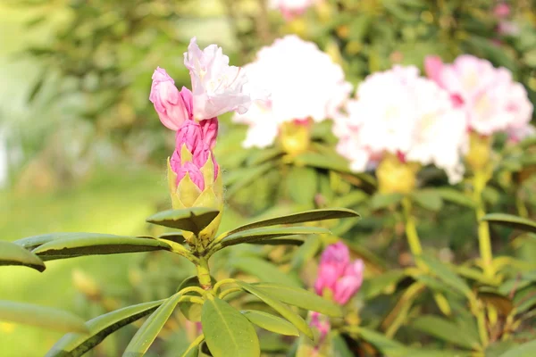 Gren af Rhododendron busk i naturlige habitat - Stock-foto