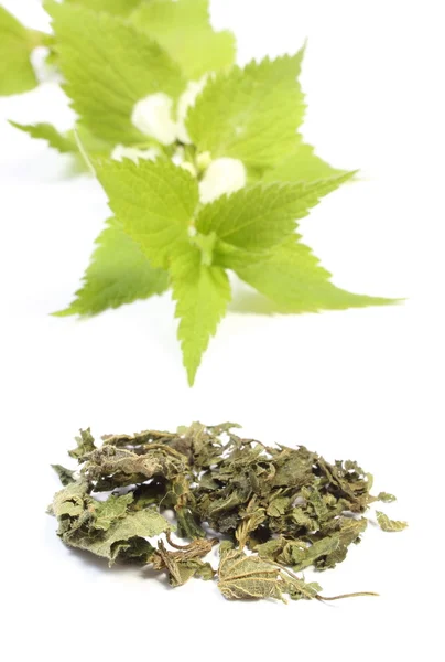 Heap of dried nettle and fresh branch — Stock Photo, Image