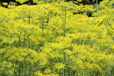 Ev Bahçe büyüyen rezene