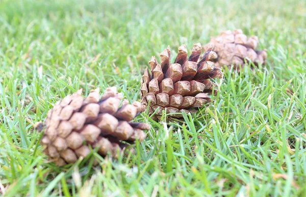 Pine cones on the grass — Stock Photo, Image