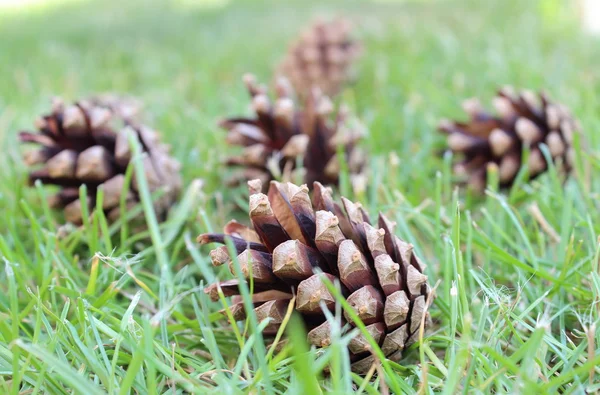 Cones de pinheiro na grama — Fotografia de Stock