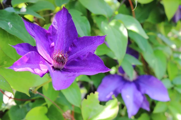 Clematis in a sunny garden — Stock Photo, Image