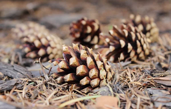 Pine cones on forest floor — Stock Photo, Image