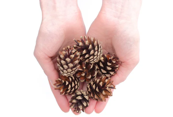 Hand's with pine cone on white background — Stock Photo, Image