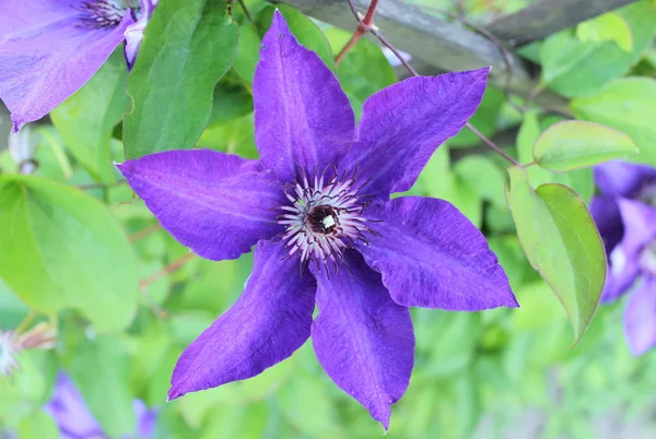 Clematis in a sunny garden — Stock Photo, Image