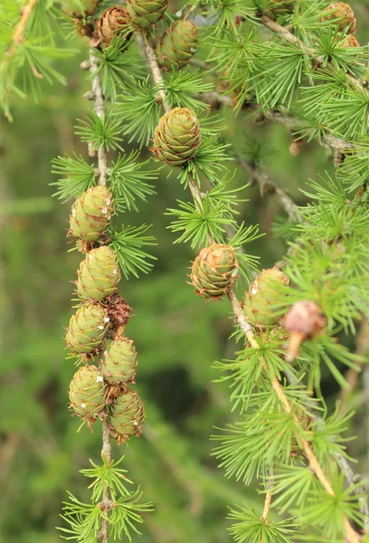 Cones na árvore conífera — Fotografia de Stock