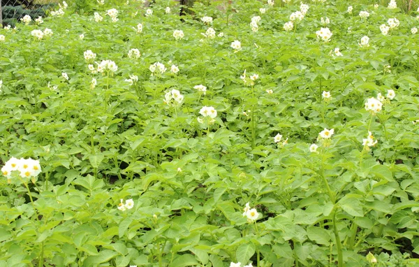 Patates çalısı beyaz çiçeklerle çiçek açıyor. — Stok fotoğraf