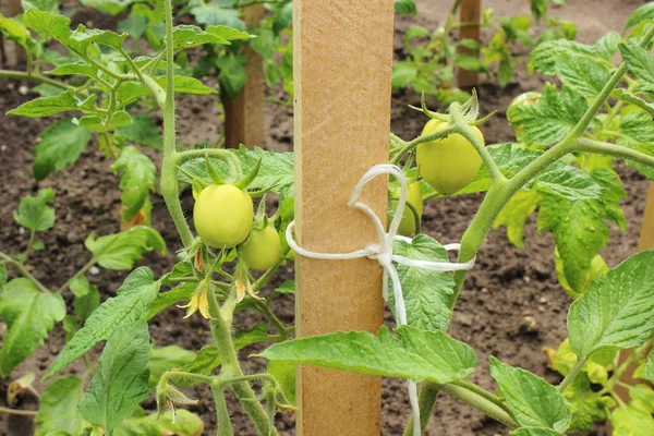 Branch of green tomatoes in garden — Stock Photo, Image