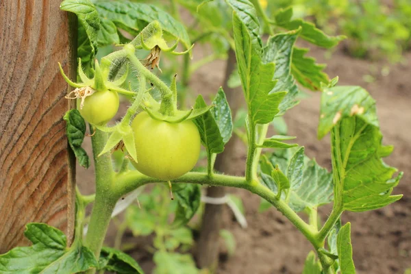 Ramo de tomates verdes em jardim — Fotografia de Stock