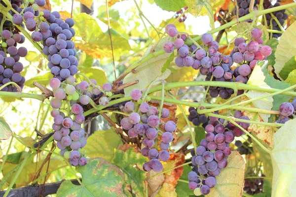 Ramo de uvas maduras púrpuras —  Fotos de Stock
