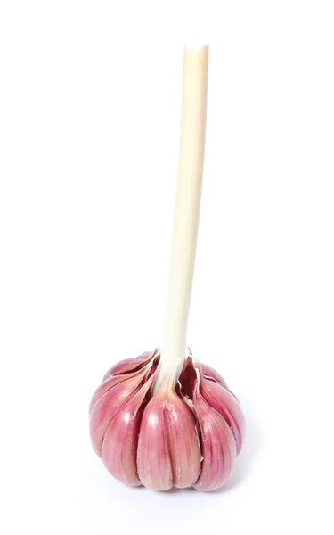 Fresh garlic on white background — Stock Photo, Image