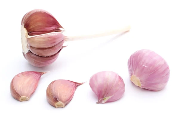 Fresh garlic and pink onions on white background — Stock Photo, Image