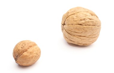 beyaz zemin üzerinde kahverengi, temiz, küçük ve büyük ceviz