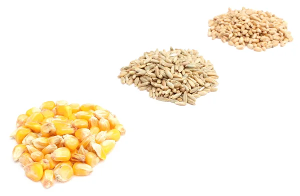 Maíz, centeno y grano de trigo sobre fondo blanco —  Fotos de Stock