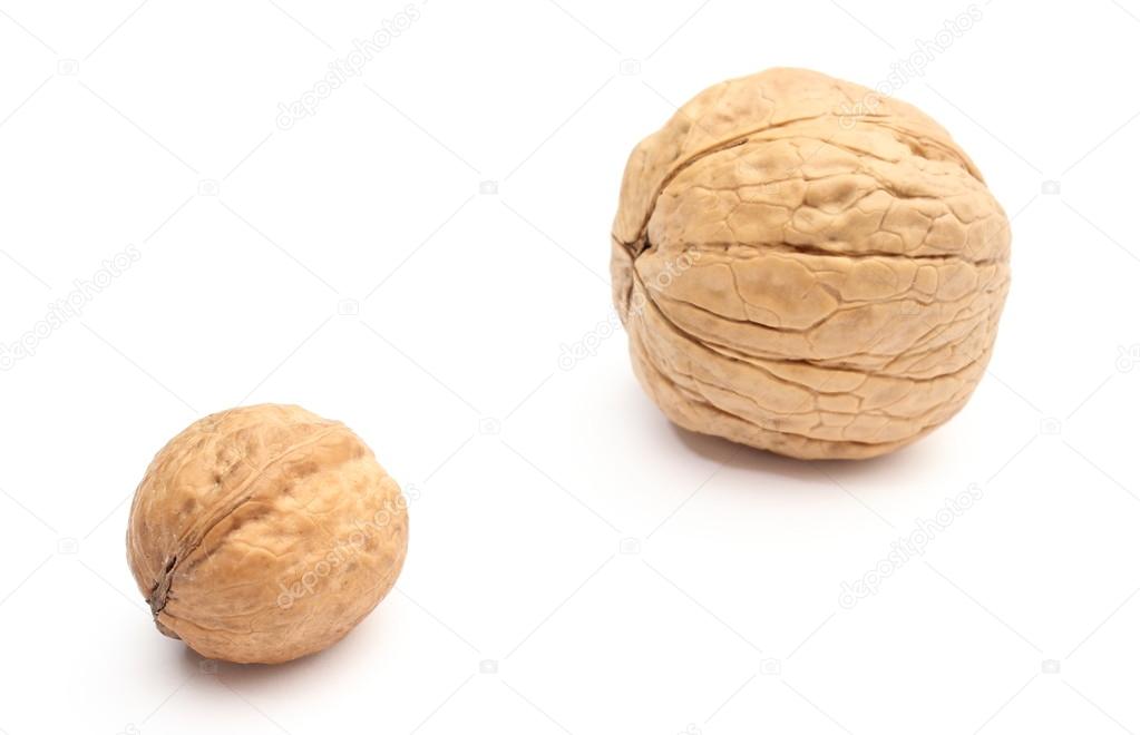 Brown, fresh, small and big walnuts on white background