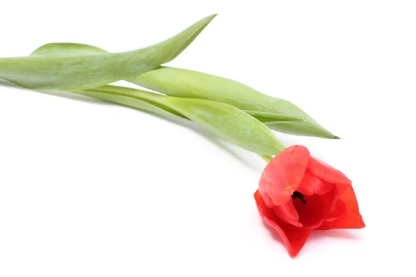Closeup of red tulip on white background — Stock Photo, Image