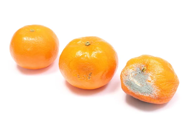 Mandarines fraîches et moisies sur fond blanc — Photo