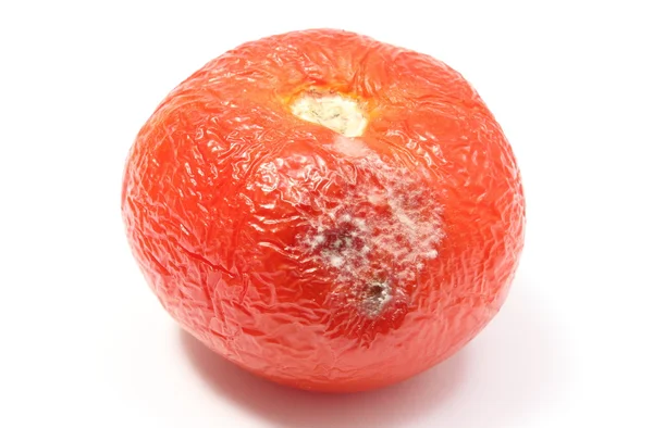 Old, wrinkled tomato with mold on white bacground — Stock Photo, Image