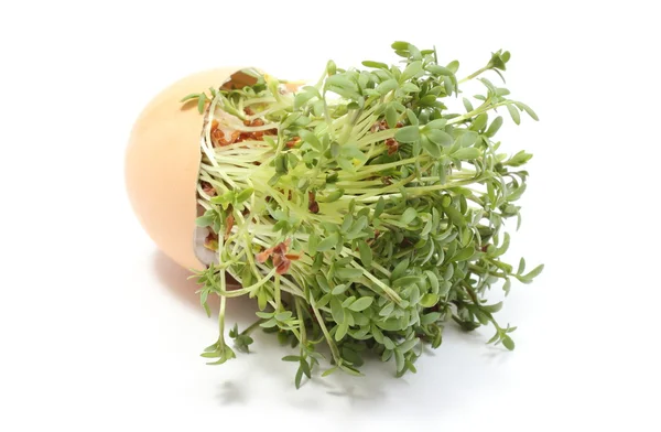 전복된 달걀 껍질에 녹색 cuckooflower입니다. 흰색 배경 — 스톡 사진