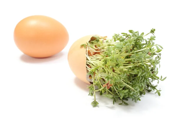 Watercress in overturned eggshell and fresh egg. White background — Stock Photo, Image