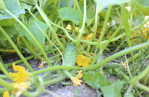 Pepinos e flores penduram em um ramo verde — Fotografia de Stock