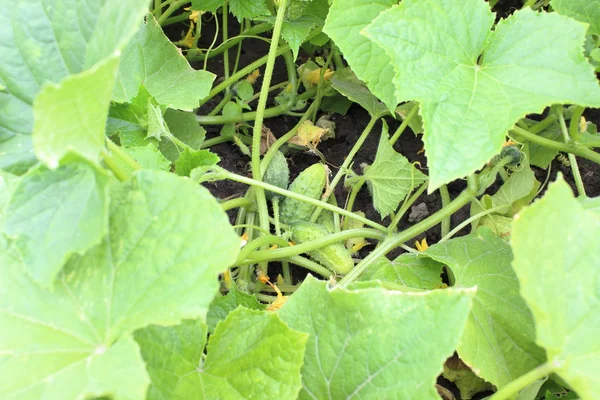 Cucumbers hang on a green branch — Stock Photo, Image