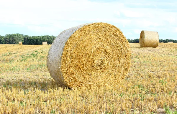 Round bales of hay on the field — Stock Photo, Image