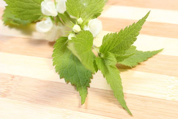 Fresh nettle with white flowers — Stock Photo, Image