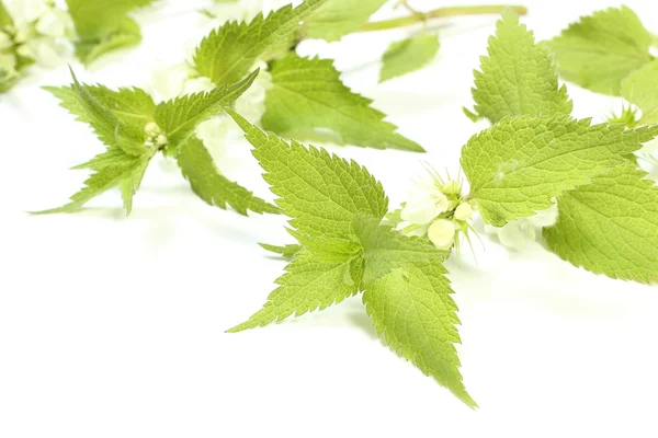 Fresh nettles with white flowers — Stock Photo, Image